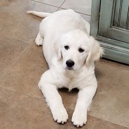 Tink - Golden Retriever