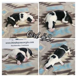 Girl 2 - Black and white female Cardigan Welsh Corgi puppy in Natchitoches. La, Louisiana from Bleu Bayou Corgis