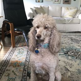 MayBelle  - Poodle