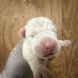 Blue - White male Dogo Argentino puppy in Powder Springs, Georgia from Primo Kennels