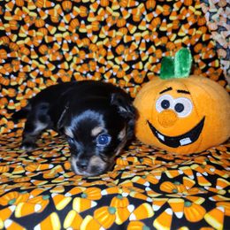 Drake - Black and tan male Chihuahua puppy in Attleboro, Massachusetts from Treasured Hearts Chihuahuas
