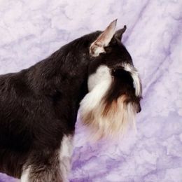 Littleman - Miniature Schnauzer
