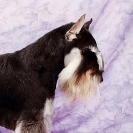 Littleman - Miniature Schnauzer