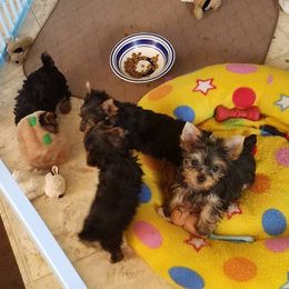 Yorkshire Terrier Puppies from Lisa Bridgewater
