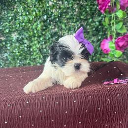 Girl - Black and white female Shih Tzu puppy in Seguin, Texas from Dolled Up Shih Tzus