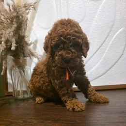 Joey - Red  male Goldendoodle puppy in Bristol, Tennessee from Brasingtondoodles