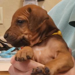 Girl 2 - female Rhodesian Ridgeback puppy in Chino Valley, Arizona from Courage Rhodesian Ridgebacks