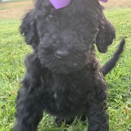 Boykin Spaniel and Labradoodle Puppies from Pine Brook Pups