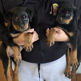 Cane Corso and Rottweiler Puppies from Hause of Rry Rotties & Cane Corso
