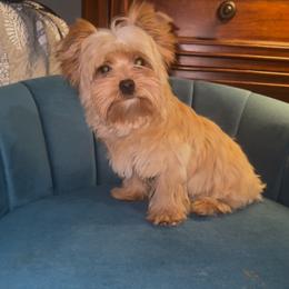 Teddy - Gold male Yorkshire Terrier puppy in Cape Coral, Florida from Katherine’s Yorkies and Poodles