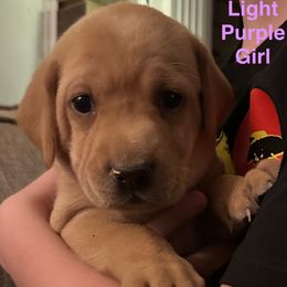 Light Purple Girl - Yellow female Labrador Retriever puppy in Rock Hill, South Carolina from North Star Retrievers