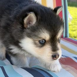 Batman - Black and white male Pomsky puppy in Grandview, Washington from Alyssa’s Pomskies