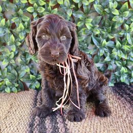 Willow - Chocolate female Australian Labradoodle puppy in Hartshorne, Oklahoma from Jena Edmond