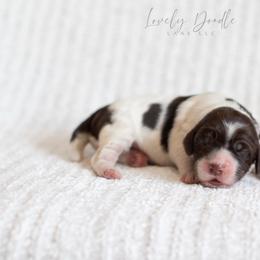 Aqua Collar Girl - Chocolate female Australian Labradoodle puppy in Thousand Oaks, California from Lovely Doodle Lane