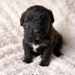 Walker - Parti male Goldendoodle puppy in Warrensburg, Missouri from Supreme Doodles