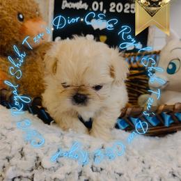 Chihuahua and Shih Tzu Puppies from C&E Royal Shih Tzu