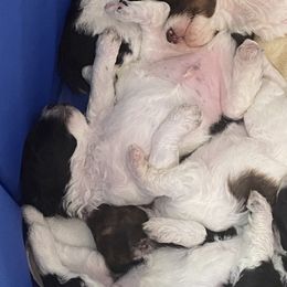 Poodle Puppies from Darla Pietrzak