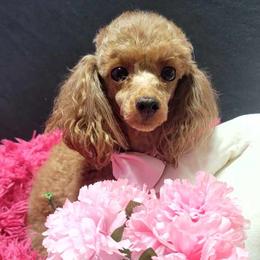 Ginger - Poodle