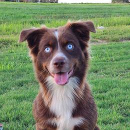 Australian Shepherds from Cottontown Aussies