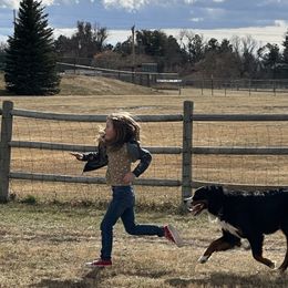 Bernese Mountain Dogs from Yellowstone Bernese Mountain Dogs