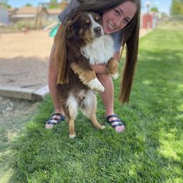 Miniature Australian Shepherd All Grown Up from ME Kennels