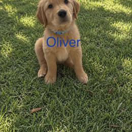 Golden Retriever Puppies from Sydney’s Goldens