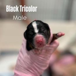 Black Tri Boy 2 - Tri-color male Bernedoodle puppy in Sulphur, Louisiana from Curly Q’s Of Carlyss
