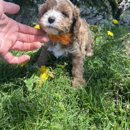 Bob - Red male Cavapoo puppy in Mint Hill, North Carolina from DoodleForever