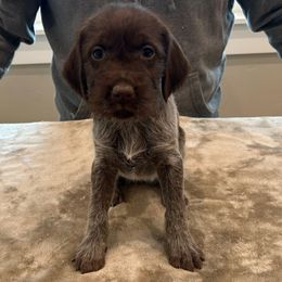 Girl 5 - Brown and gray female Wirehaired Pointing Griffon puppy in Shelley, Idaho from Western Gundogs
