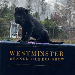 Neapolitan Mastiff Puppies from Consigliere Mastino