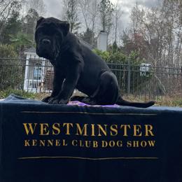 Neapolitan Mastiff Puppies from Consigliere Mastino