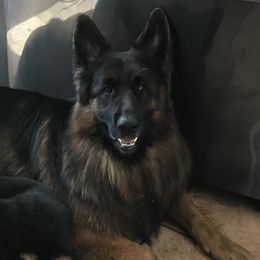 Axel - German Shepherd