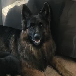 Axel - German Shepherd