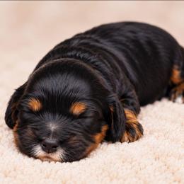 Betty - Tri-color female Australian Labradoodle puppy in Connersville, Indiana from Dessie's Doodles