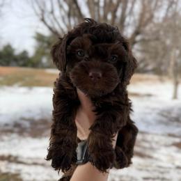 Twix - Brown white and tan male Cockapoo puppy in Albany, Kentucky from Windy Pines Farm