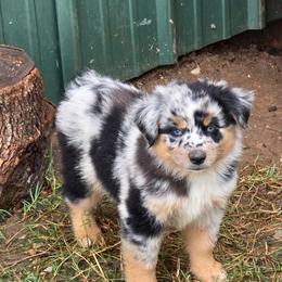 Waylon - Blue merle male Miniature Australian Shepherd puppy in Ada, Oklahoma from Caprock Mini & Toy Aussies