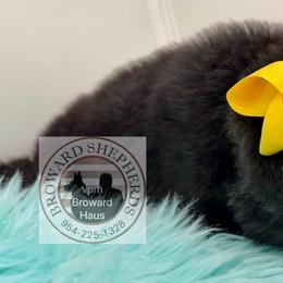 German Shepherd Puppies from Vom Broward Haus