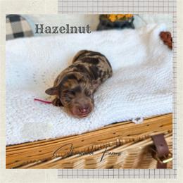 Hazelnut - Merle female Goldendoodle puppy in New Harmony, Indiana from Cottonwood Farms