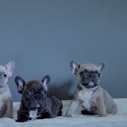 French Bulldog Puppies from Haas Frenchies LLC