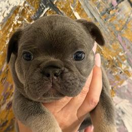Violet - Blue female French Bulldog puppy in Chesnee, South Carolina from Michael & Raisa