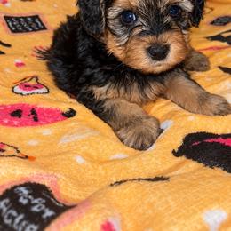 Spanky Yorkipoo 1500 - Black and tan male Yorkshire Terrier puppy in Gastonia, North Carolina from Banks Dynasty Kennel
