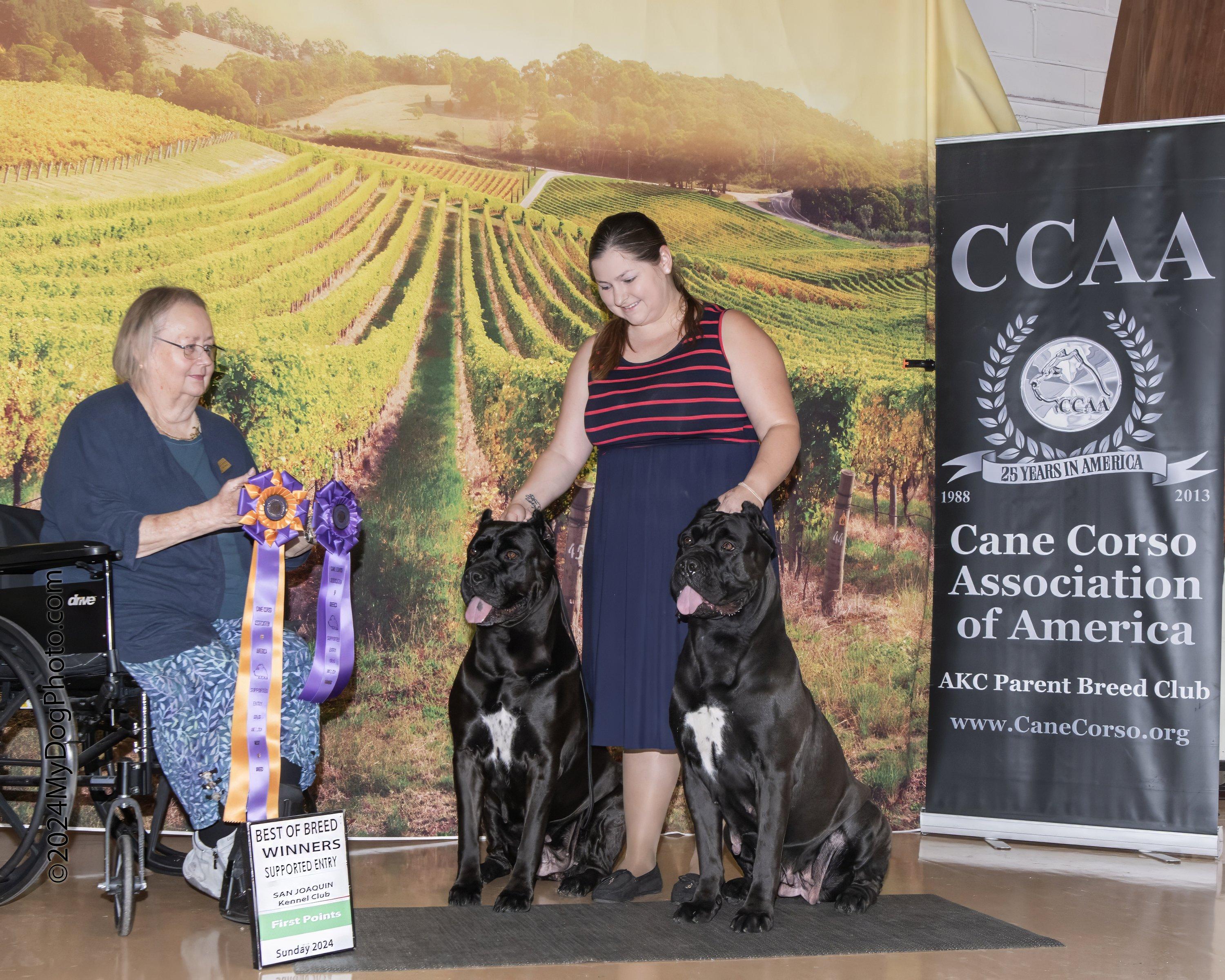 Lionheart Cane Corso in California Cane Corso puppies Good Dog