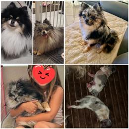 Pomeranian puppies from Jeweled Poms