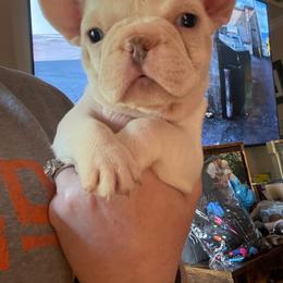 Beth - Cream female French Bulldog puppy in Seneca, South Carolina from Burrell’s Bulldog Kingdom