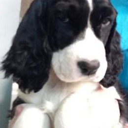 English Springer Spaniel Puppies from Chic English Springer Spaniels