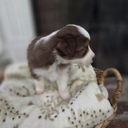 Mable - Red tri female Miniature Australian Shepherd puppy in Colbert, Georgia from Nate Black
