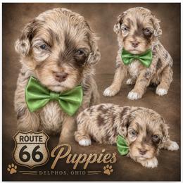 Boy 1, Champ - Merle male Bernedoodle puppy in Delphos, Ohio from Route 66 Poodles & Doodles, Sapphire Shih-tzu's of Ohio