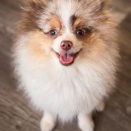 Delilah - Tri-colored female Pomeranian puppy in Pollock Pines, California from Glitzypoms
