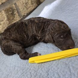 Dandelion - Chocolate female Goldendoodle puppy in Delphos, Ohio from Route 66 Poodles & Doodles, Sapphire Shih-tzu's of Ohio