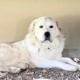 Cadence - Great Pyrenees